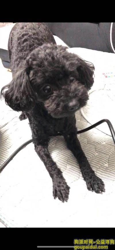 【秦皇岛找狗】，赏金1000元寻黑色泰迪，它是一只非常可爱的宠物狗狗，希望它早日回家，不要变成流浪狗。