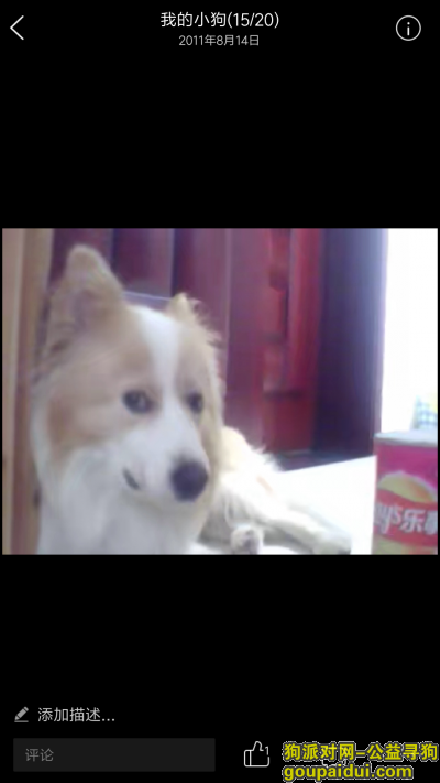 【上海找狗】，黄白边牧边境牧羊犬寻找2015年丢失了名字叫妞妞，它是一只非常可爱的宠物狗狗，希望它早日回家，不要变成流浪狗。