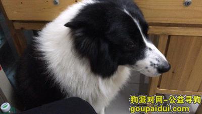 【广州找狗】，，它是一只非常可爱的宠物狗狗，希望它早日回家，不要变成流浪狗。