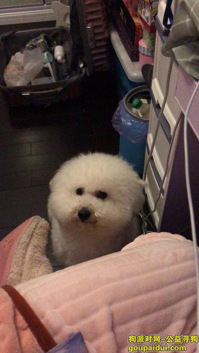 【上海找狗】，求寻白色比熊犬！！！，它是一只非常可爱的宠物狗狗，希望它早日回家，不要变成流浪狗。