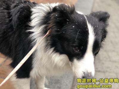 【上海找狗】，寻找边牧黑皮 快点回家，它是一只非常可爱的宠物狗狗，希望它早日回家，不要变成流浪狗。