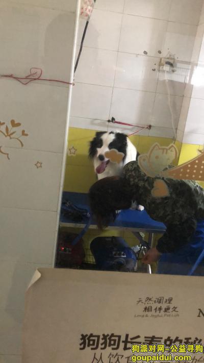 【上海捡到狗】，宝山大华行知路附近捡到的黑白边牧  头顶有块黑块，它是一只非常可爱的宠物狗狗，希望它早日回家，不要变成流浪狗。