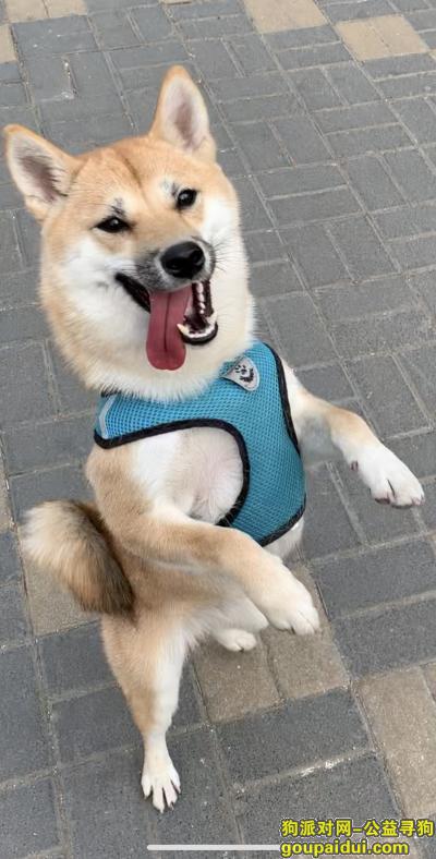【北京找狗】，寻找北京市丰台区方庄附近丢失的柴犬，它是一只非常可爱的宠物狗狗，希望它早日回家，不要变成流浪狗。