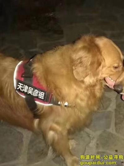 天津大金毛在南开医院附近丢失，它是一只非常可爱的宠物狗狗，希望它早日回家，不要变成流浪狗。