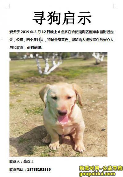 合肥瑶海区瑶海家园丢失黄色拉布拉多犬一只，它是一只非常可爱的宠物狗狗，希望它早日回家，不要变成流浪狗。