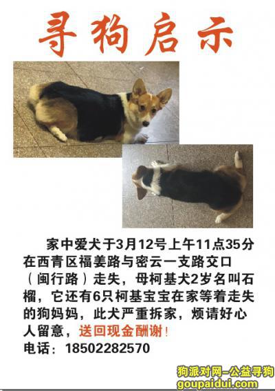 天津西青区三色柯基走丢，它是一只非常可爱的宠物狗狗，希望它早日回家，不要变成流浪狗。