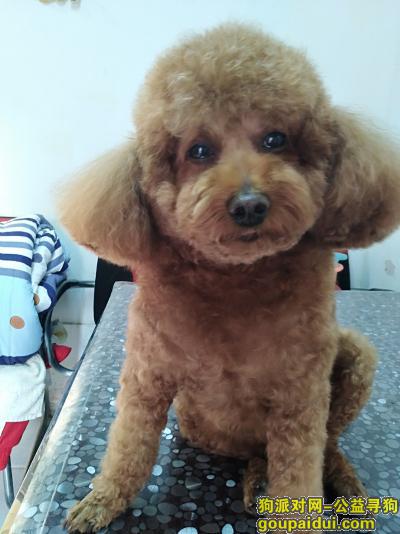【上海找狗】，希望我家宝贝哈里能再回到我家，它是一只非常可爱的宠物狗狗，希望它早日回家，不要变成流浪狗。