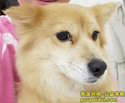 【南京找狗】，寻狗启示希望有好心人捡到小狗，它是一只非常可爱的宠物狗狗，希望它早日回家，不要变成流浪狗。
