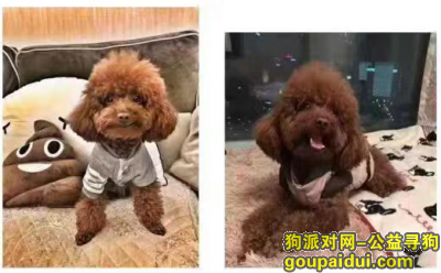 【杭州找狗】，杭州市绕城南庄兜高速路口酬谢五千元寻找棕色泰迪，它是一只非常可爱的宠物狗狗，希望它早日回家，不要变成流浪狗。