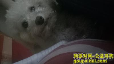 徐州找狗，白色贵宾3.15号走失在徐州市第三中学附近，它是一只非常可爱的宠物狗狗，希望它早日回家，不要变成流浪狗。