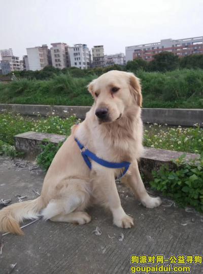 【广州找狗】，从化向阳小学附近走丢一条偏白的金毛，它是一只非常可爱的宠物狗狗，希望它早日回家，不要变成流浪狗。