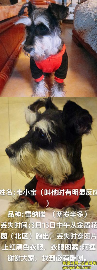 昆明南市区广福路广福小区附近丢失雪纳瑞，它是一只非常可爱的宠物狗狗，希望它早日回家，不要变成流浪狗。
