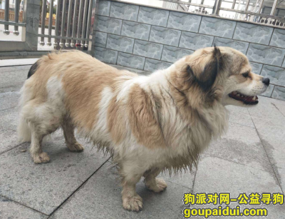 【上海找狗】，希望看到的好心人联系我，它是一只非常可爱的宠物狗狗，希望它早日回家，不要变成流浪狗。