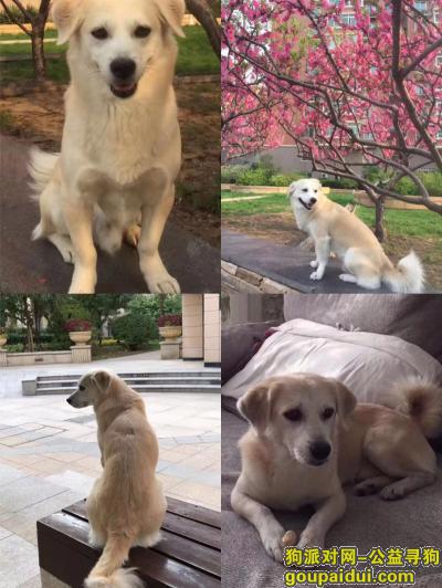 【青岛找狗】，青岛市市南区珠海支路酬谢八千元寻找 田园犬，它是一只非常可爱的宠物狗狗，希望它早日回家，不要变成流浪狗。