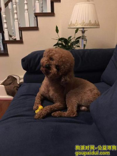 扬州找狗，2019年2月17日在扬州汊河汇金谷附近丢失一只棕色泰迪犬，它是一只非常可爱的宠物狗狗，希望它早日回家，不要变成流浪狗。