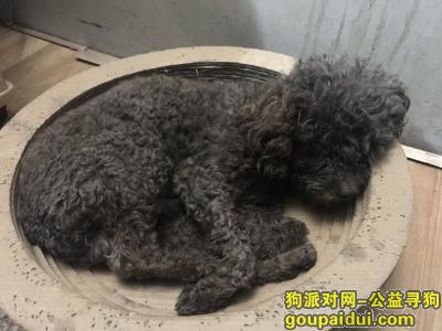 【广州找狗】，广州白云区捡到棕色贵宾、泰迪一只，它是一只非常可爱的宠物狗狗，希望它早日回家，不要变成流浪狗。
