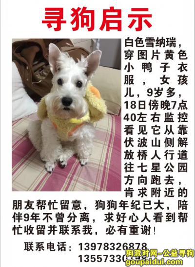 桂林寻狗网，白色雪纳瑞女孩，广西桂林秀峰区，它是一只非常可爱的宠物狗狗，希望它早日回家，不要变成流浪狗。