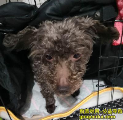 丢失一只灰色泰迪，瑶海区新安江路土山路附近，它是一只非常可爱的宠物狗狗，希望它早日回家，不要变成流浪狗。