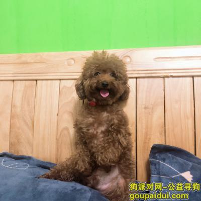 广州重金寻找泰迪狗！！！，它是一只非常可爱的宠物狗狗，希望它早日回家，不要变成流浪狗。