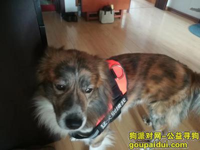 天津丢狗，1000元寻找爱犬一只边牧串串，它是一只非常可爱的宠物狗狗，希望它早日回家，不要变成流浪狗。
