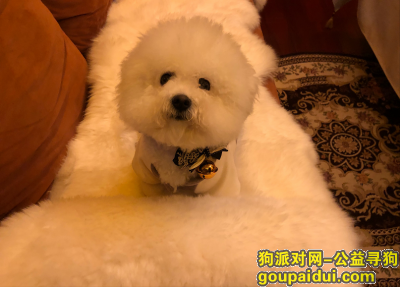 【杭州找狗】，杭州寻狗  万分感谢好心人 必有重谢，它是一只非常可爱的宠物狗狗，希望它早日回家，不要变成流浪狗。