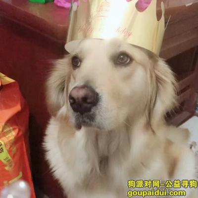 秦皇岛海港区重金寻狗，金毛，母。，它是一只非常可爱的宠物狗狗，希望它早日回家，不要变成流浪狗。