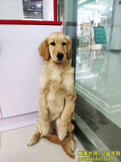 19年3月20号官渡区日新路本人走丢了一只金毛，它是一只非常可爱的宠物狗狗，希望它早日回家，不要变成流浪狗。