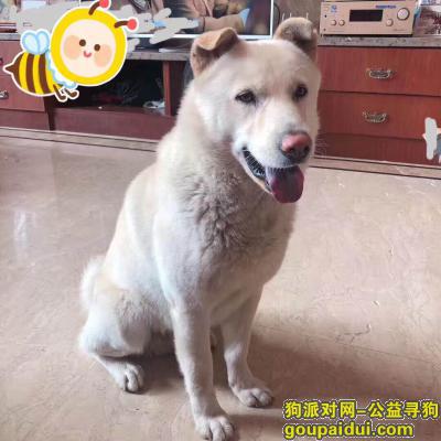 【中山找狗】，寻找爱犬－三乡镇大布村丢失的 名字叫包仔 中华田园犬，它是一只非常可爱的宠物狗狗，希望它早日回家，不要变成流浪狗。