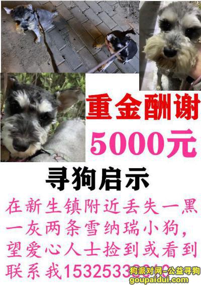 【嘉兴找狗】，桐乡市 新生镇新生路酬谢5000元寻找两只雪纳瑞，它是一只非常可爱的宠物狗狗，希望它早日回家，不要变成流浪狗。