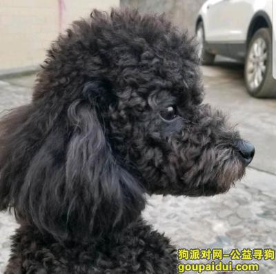 miumiu黑色公泰迪，它是一只非常可爱的宠物狗狗，希望它早日回家，不要变成流浪狗。