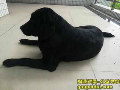 【广州捡到狗】，广东金融学院校园内，发现的黑色的拉布拉多狗狗，它是一只非常可爱的宠物狗狗，希望它早日回家，不要变成流浪狗。