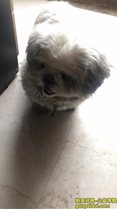 武汉找狗主人，2019年3月16日在江汉北路捡到一只京巴、，它是一只非常可爱的宠物狗狗，希望它早日回家，不要变成流浪狗。