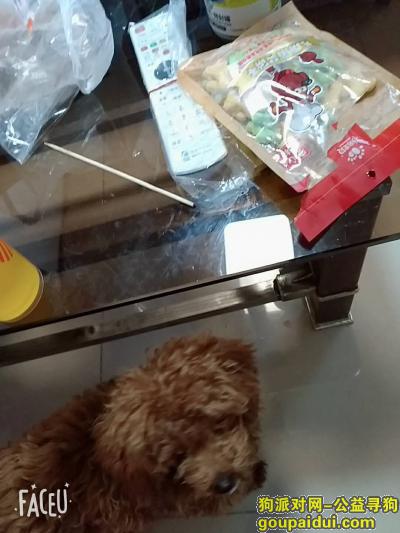 苏州寻狗网，2019年3月22日丢失一只棕色泰迪，它是一只非常可爱的宠物狗狗，希望它早日回家，不要变成流浪狗。