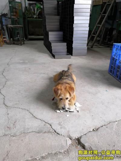 佛山寻狗启示，在2019年3月23晚后的18:00没归，它是一只非常可爱的宠物狗狗，希望它早日回家，不要变成流浪狗。