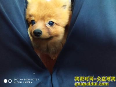 【南昌找狗】，奥克斯盛世华庭东区丢失了一只黄色博美，它是一只非常可爱的宠物狗狗，希望它早日回家，不要变成流浪狗。
