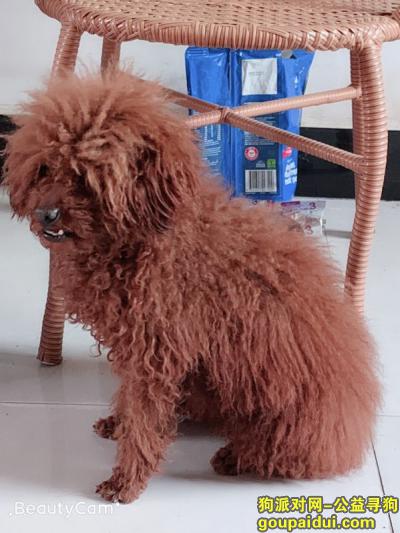 棕色泰迪，2岁半，在长安区走丢，看到请联系QQ1353088336，它是一只非常可爱的宠物狗狗，希望它早日回家，不要变成流浪狗。