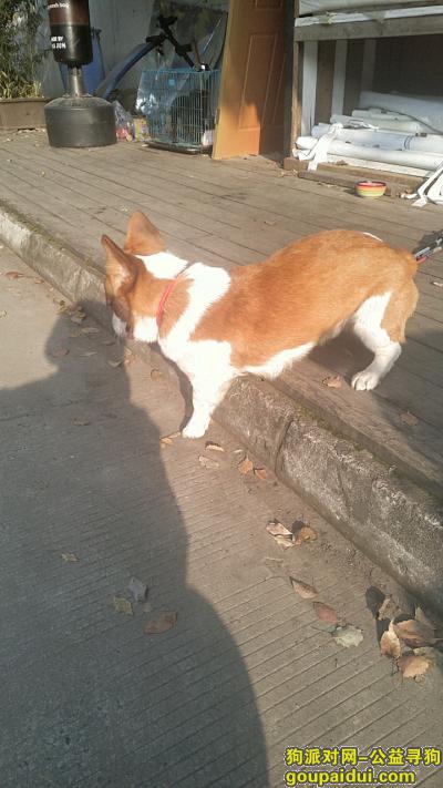 苏州寻狗，2岁柯基，在工业园区唯文路1号附近，于3月24号走丢。，它是一只非常可爱的宠物狗狗，希望它早日回家，不要变成流浪狗。