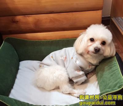 【杭州找狗】，杭州西溪印象城附近寻狗，它是一只非常可爱的宠物狗狗，希望它早日回家，不要变成流浪狗。