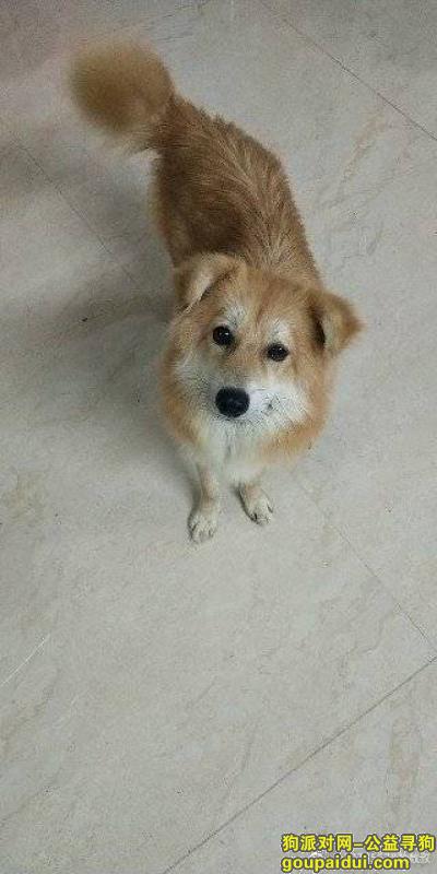 【广州找狗】，请帮帮我寻找我的小小宝贝，它是一只非常可爱的宠物狗狗，希望它早日回家，不要变成流浪狗。