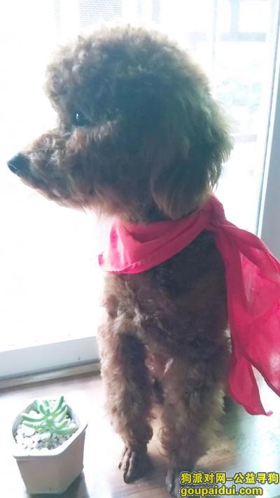 重庆市大足区3月7日走丢公棕色泰迪犬一只，它是一只非常可爱的宠物狗狗，希望它早日回家，不要变成流浪狗。