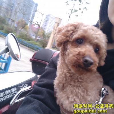 福州台江区国货路小学附近寻找爱犬，它是一只非常可爱的宠物狗狗，希望它早日回家，不要变成流浪狗。