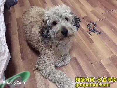 【北京找狗】，大熊快回家吧，家人在找你，它是一只非常可爱的宠物狗狗，希望它早日回家，不要变成流浪狗。