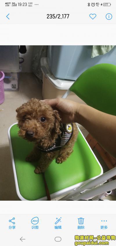 2019年3月29日晚上在东莞黎贝岭村嘉禾四季大厦遗失泰迪犬，它是一只非常可爱的宠物狗狗，希望它早日回家，不要变成流浪狗。