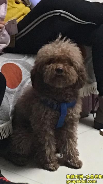 【北京找狗】，2019年3月31号，大兴区狼垡找狗(泰迪），它是一只非常可爱的宠物狗狗，希望它早日回家，不要变成流浪狗。