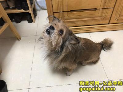 寻找爱犬2019年3月23日从成都道云南路附近跑丢，它是一只非常可爱的宠物狗狗，希望它早日回家，不要变成流浪狗。
