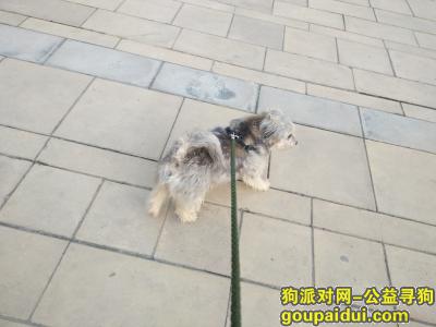 【武汉捡到狗】，2019年3月11日在武昌和平大道捡到一只灰毛流浪狗，它是一只非常可爱的宠物狗狗，希望它早日回家，不要变成流浪狗。