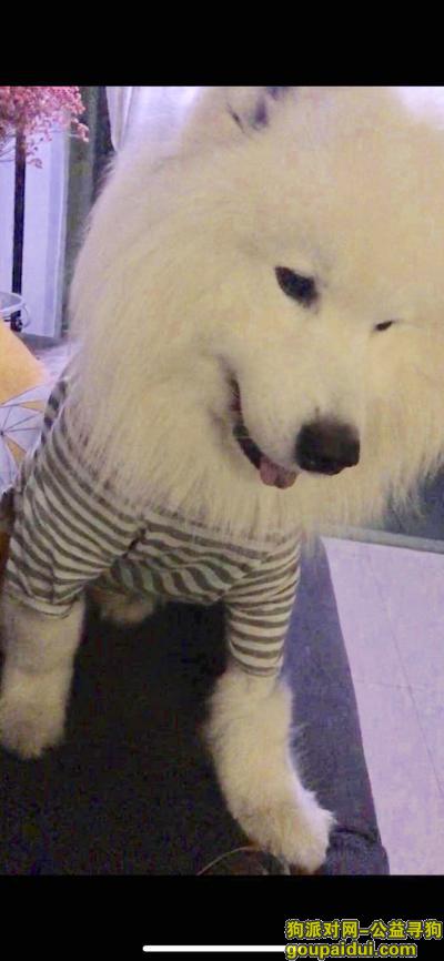 白云嘉禾寻找萨摩耶！，它是一只非常可爱的宠物狗狗，希望它早日回家，不要变成流浪狗。