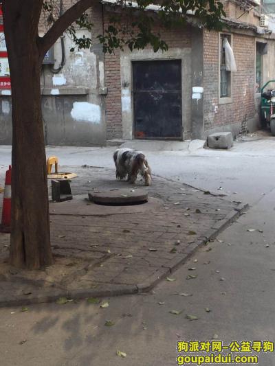 广安大街经编厂宿舍内有这么一只流浪狗，它是一只非常可爱的宠物狗狗，希望它早日回家，不要变成流浪狗。