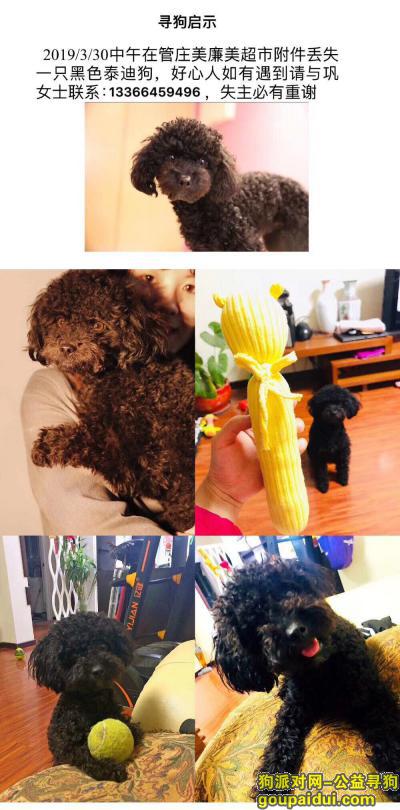 【北京找狗】，3000元寻狗黑色泰迪！，它是一只非常可爱的宠物狗狗，希望它早日回家，不要变成流浪狗。