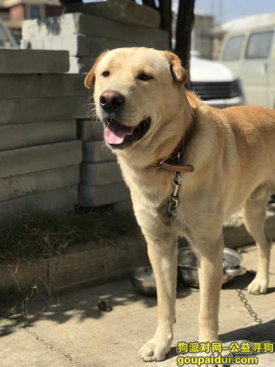 【台州找狗】，台州路桥机场附件狗狗走失，它是一只非常可爱的宠物狗狗，希望它早日回家，不要变成流浪狗。
